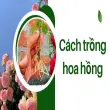 Cách trồng hoa hồng tại nhà đơn giản nhưng hiệu quả