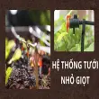 Hệ thống tưới nhỏ giọt lý tưởng cho vườn mini tại nhà