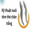 Kỹ thuật nuôi tôm thẻ chân trắng, năng suất vượt trội
