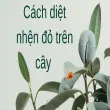 Cách diệt nhện đỏ trên cây được nhiều nhà vườn tin dùng