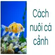 Cách nuôi cá cảnh tránh bệnh tật, đảm bảo sinh trưởng tốt