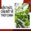Trải nghiệm trồng rau thủy canh tại nhà cực nhàn và năng suất