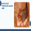 Bí quyết nuôi gà đẻ trứng năng suất cao và bền bỉ nhất