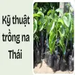 Kỹ thuật trồng na Thái đơn giản, người mới cũng làm được
