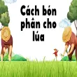 Cách bón phân cho lúa giúp tăng năng suất cực nhanh
