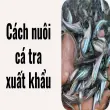 Cách nuôi cá tra xuất khẩu giúp thoát nghèo chỉ sau 1 vụ