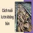 Cách nuôi lươn không bùn đạt năng suất vượt mong đợi