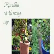 Cách trồng cây ăn quả trong chậu sai trĩu quả ngay tại nhà