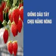 Trải nghiệm trồng dâu tây chịu nhiệt cho quả ngọt tại nhà
