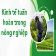 Kinh tế tuần hoàn trong nông nghiệp tăng lợi nhuận bền