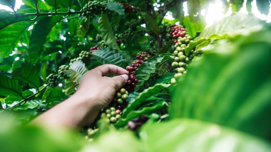 Cây cà phê được trồng nhiều nhất ở vùng Tây Nguyên, nơi có điều kiện lý tưởng