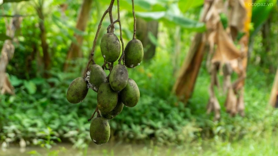 Sâu đục thân là loại sâu nguy hiểm, gây hại trực tiếp lên thân cây, khiến cây suy yếu và giảm năng suất