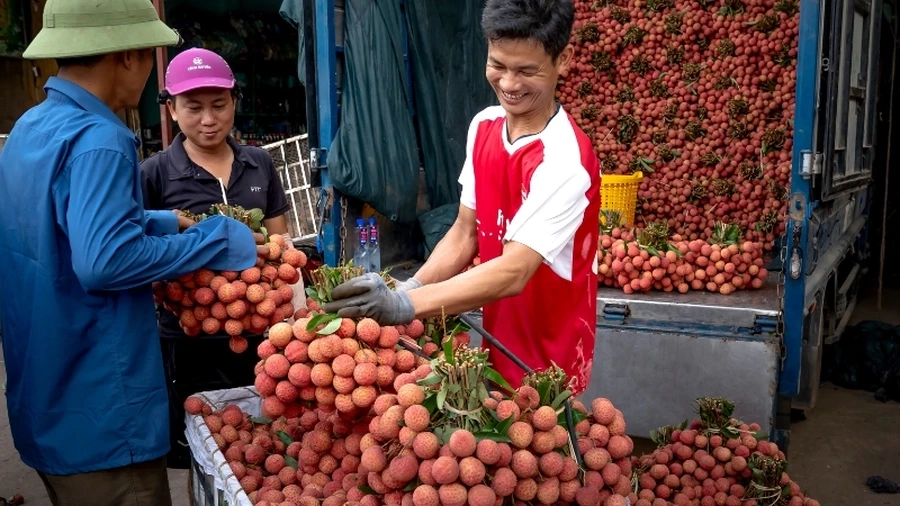 Khám phá cách trồng cây vải bằng hạt tại nhà để sở hữu những cây vải xanh tốt