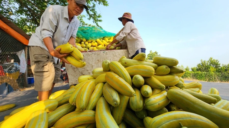 Cây dưa gang dễ trồng và chăm sóc, mang lại trái thơm ngon