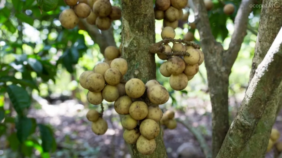 Cây dâu đất là một trong những loại cây dễ trồng và chăm sóc