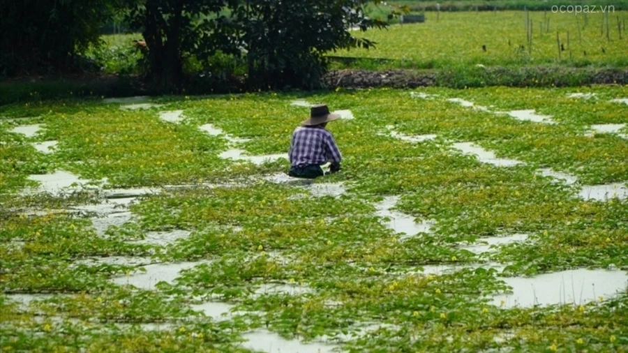 Để đảm bảo hiệu quả, việc chọn đúng thời điểm trồng rau nhút là rất quan trọng