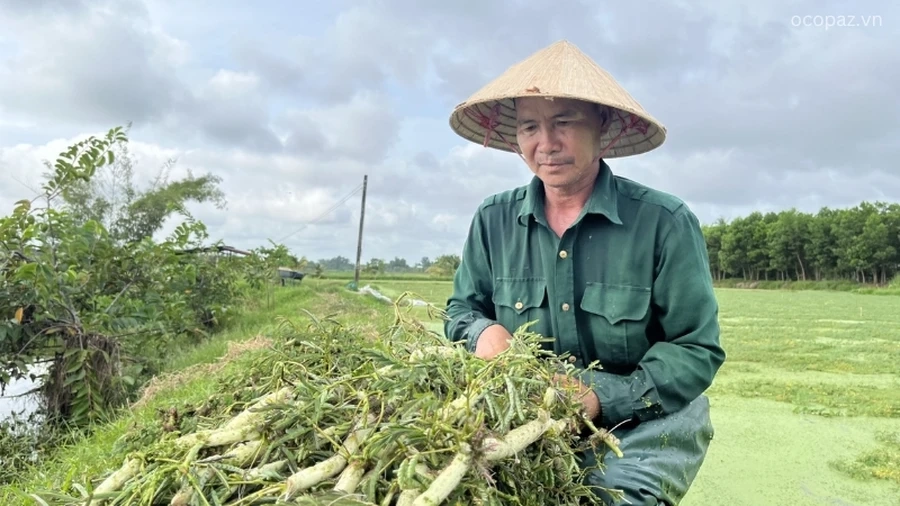 Rau nhút thường có thể thu hoạch sau khoảng 1,5 tháng kể từ khi trồng