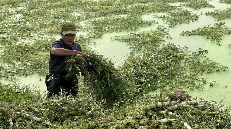 Cây rau nhút xanh mướt, dễ trồng và mang lại giá trị dinh dưỡng cao