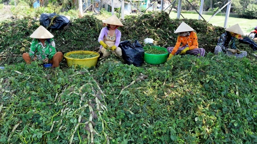 Rau nhút là rau gì? Đây là loại rau mọc dưới nước, thường dùng trong ẩm thực Việt Nam