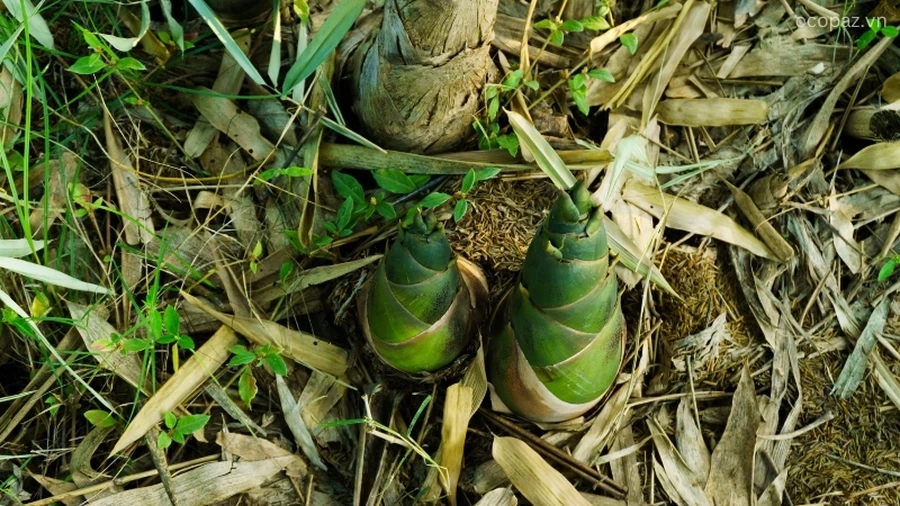 Một trong những ưu điểm lớn của cây tre Tàu là khả năng sinh trưởng lâu dài