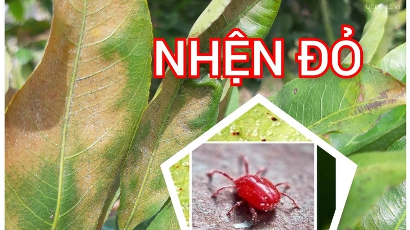 Bệnh nhện đỏ trên cây mai là một trong những vấn đề thường gặp