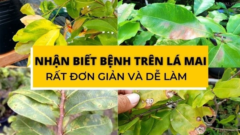 Bệnh vàng lá gân xanh trên cây mai là một vấn đề phổ biến