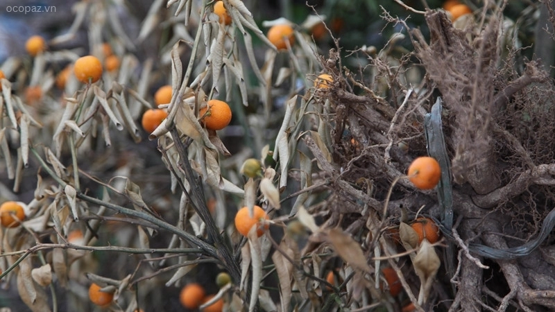 Cây quất, còn gọi là cây tắc (Citrus japonica), thuộc họ Cam (Rutaceae) và là loại cây ăn quả phổ biến