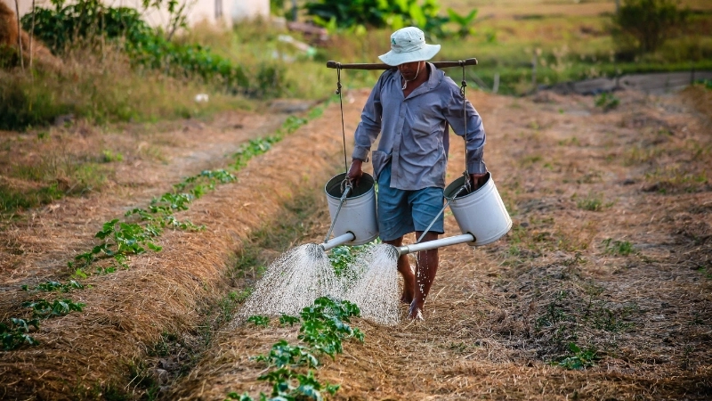 Tưới cây đúng cách giúp cây phát triển xanh tốt, bền vững