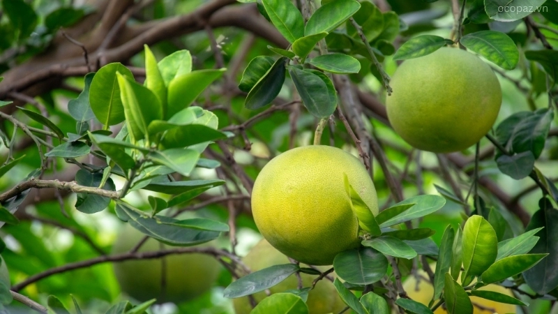 Cây bưởi là loại cây ăn quả có hệ rễ khá nhạy cảm với sự thay đổi độ ẩm trong đất