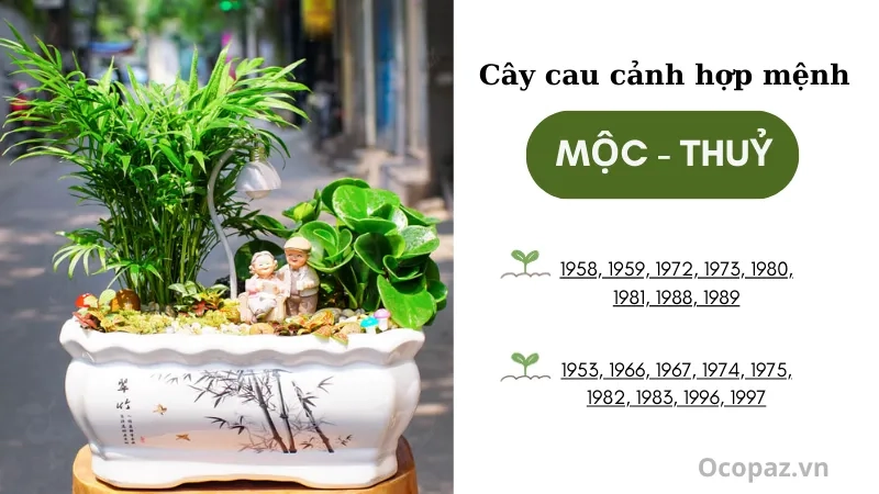  Cây cau cảnh hợp tuổi gì mệnh gì hợp người mệnh Mộc, Thủy, tuổi Tý, Dần