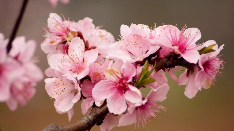 Cây đào bonsai nhỏ gọn nhưng không kém phần sang trọng, thích hợp cho mọi không gian trang trí