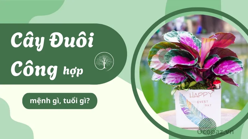 Cây đuôi công hợp mệnh gì Hợp mệnh Mộc, Thổ, mang lại tài lộc và may mắn