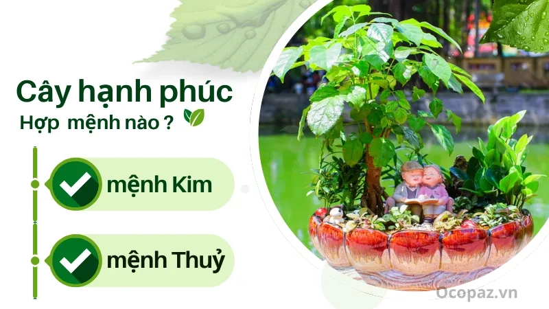 cây hạnh phúc hợp mệnh gì Hợp mệnh Mộc và Hỏa, mang lại may mắn và bình an