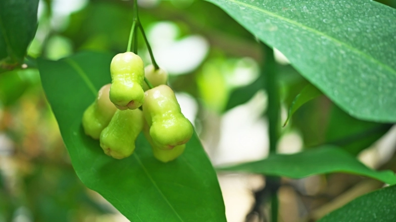 Cây roi đỏ an phước nổi bật với hoa đỏ thắm, mang đến may mắn và tài lộc cho gia chủ