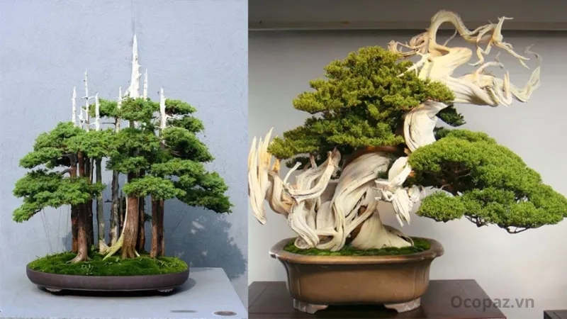 Cây sơn tùng bonsai Dáng nhỏ gọn phù hợp trưng bày bàn làm việc hoặc phòng khách