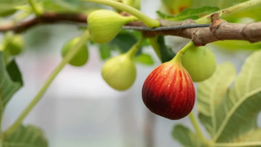 Cây sung mỹ dễ trồng, phát triển nhanh, cho quả ngọt