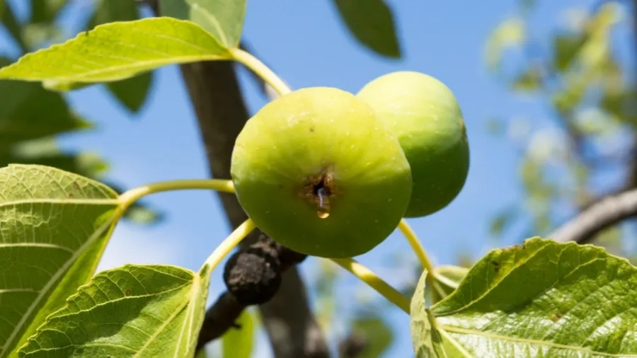 Cây sung mỹ lớn cho năng suất cao, trái ngọt, dễ chăm