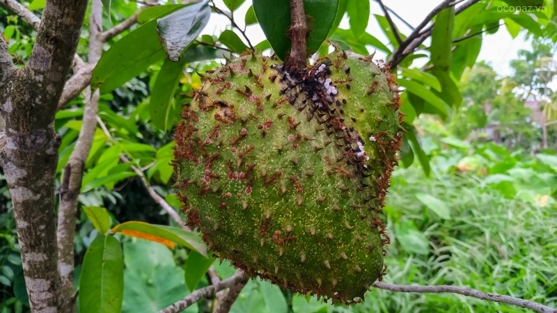 Lá mãng cầu xiêm thuộc dạng lá đơn, mọc cách, có cuống