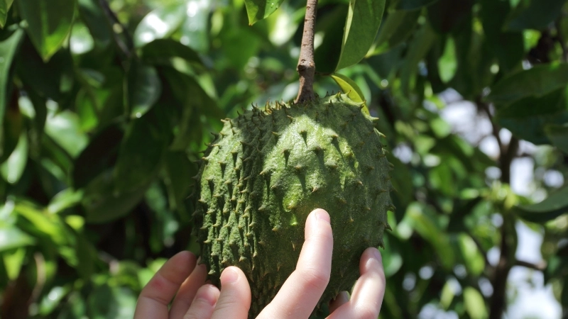 Quả mãng cầu xiêm có vị ngọt, thơm, giúp giải nhiệt trong những ngày hè nóng bức