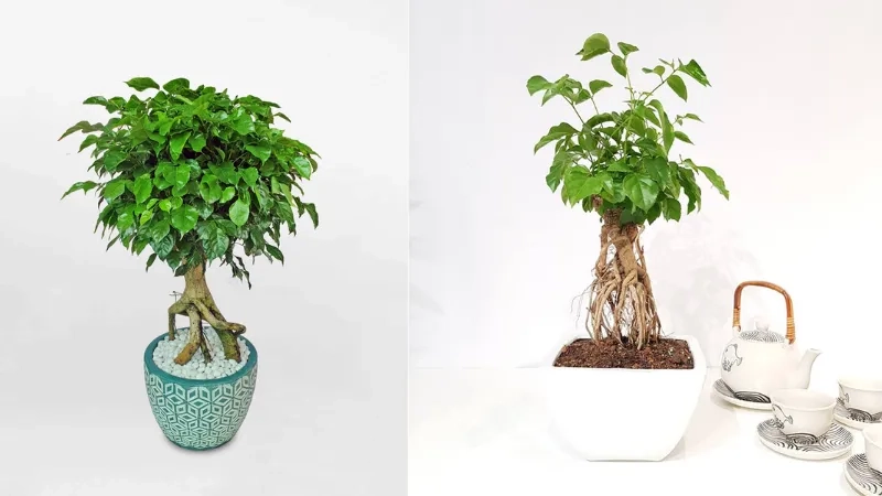 cây hạnh phúc bonsai Được tạo dáng đẹp mắt, thích hợp làm cây cảnh trang trí nội thất