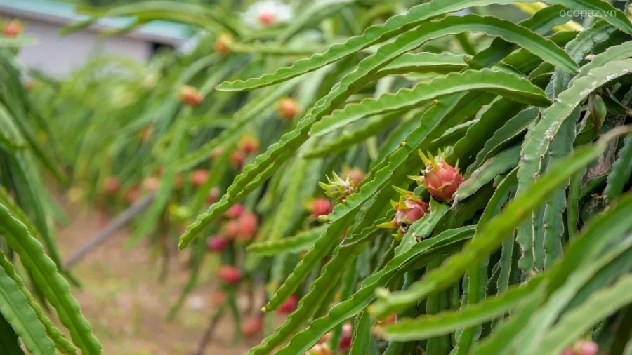 Trồng thanh long đúng kỹ thuật không chỉ giúp cây phát triển khỏe mạnh mà còn đảm bảo năng suất