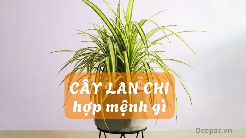 Cây lan chi hợp mệnh Kim và Mộc giúp thu hút tài lộc và may mắn