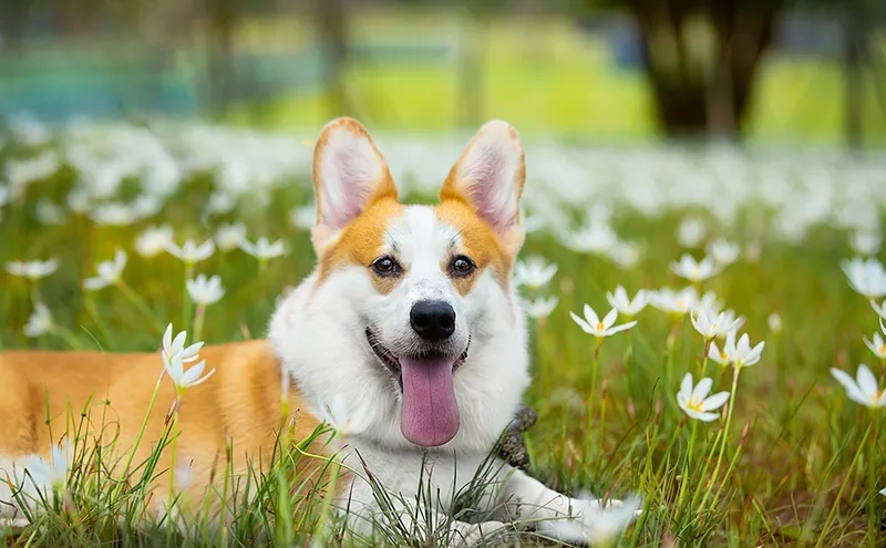 Hình nền chó corgi cute lém lỉnh, vui nhộn