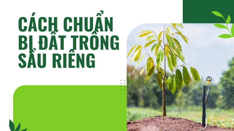 Cách chuẩn bị đất trồng sầu riêng đạt chuẩn kỹ thuật