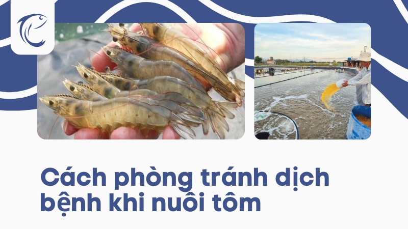 Sử dụng chế phẩm sinh học định kỳ giúp tôm sú khỏe mạnh ít bệnh