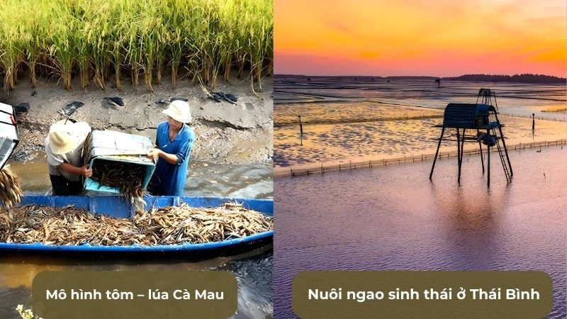 Những mô hình nuôi trồng bền vững đang thành công ở Việt Nam