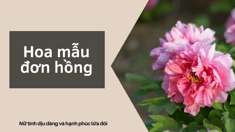 Hoa mẫu đơn hồng – Nữ tính dịu dàng và hạnh phúc lứa đôi