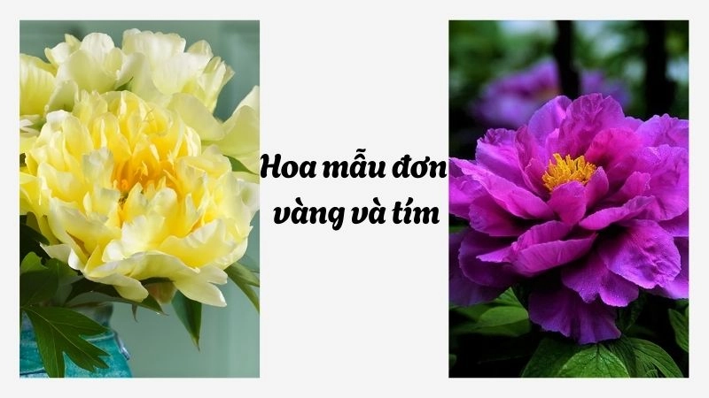 Hoa mẫu đơn vàng & tím – May mắn bất ngờ và quyền lực bí ẩn