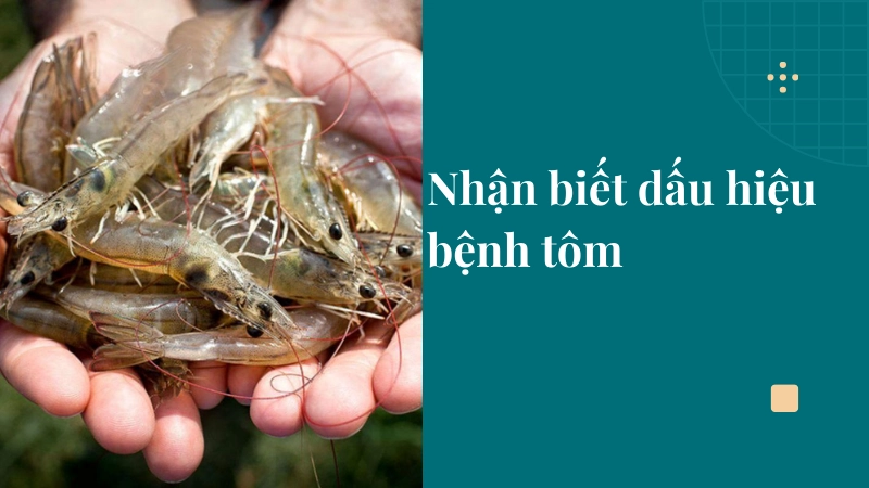 Sử dụng chế phẩm sinh học giúp tăng cường sức đề kháng cho tôm