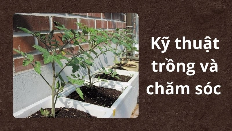 Kỹ thuật trồng và chăm sóc “bí kíp” để quả sai trĩu thùng